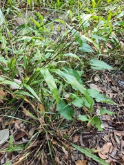 Paspalum langei