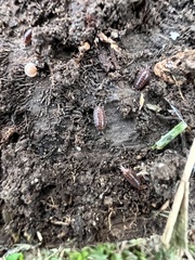 Holoverticata