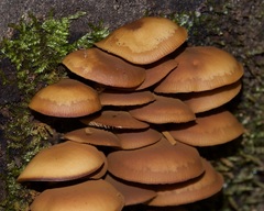 Kuehneromyces lignicola
