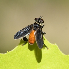 Galactomyia
