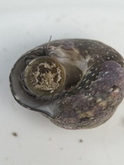 Agathistoma fasciatum