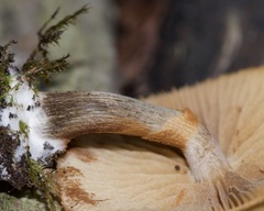 Kuehneromyces lignicola