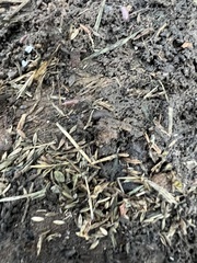 Holoverticata