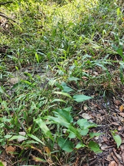 Paspalum langei