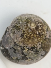 Agathistoma fasciatum