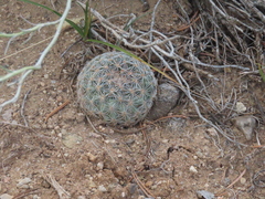 Pediocactus simpsonii