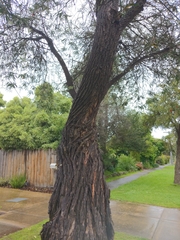 Melaleuca viminalis