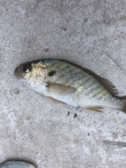 Leiostomus xanthurus