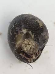 Agathistoma fasciatum