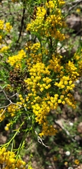 Gutierreziinae