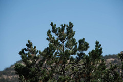 Pinus edulis