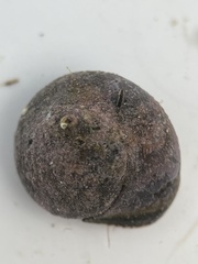 Agathistoma fasciatum