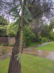 Melaleuca viminalis