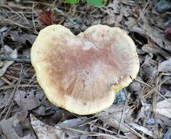 Xerocomus illudens