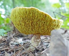 Xerocomus illudens
