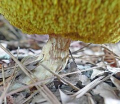 Xerocomus illudens