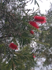 Melaleuca viminalis