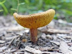 Xerocomus illudens