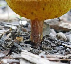 Xerocomus illudens