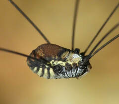 Sclerosomatidae