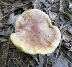 Xerocomus illudens