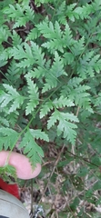 Pteris macilenta