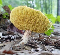 Xerocomus illudens