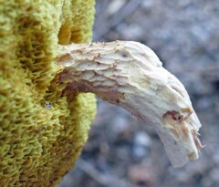Xerocomus illudens
