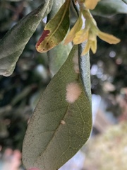 Druon quercuslanigerum