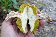 Xerocomus illudens