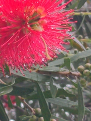 Melaleuca viminalis