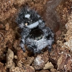 Phidippus regius