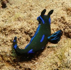 Tambja morosa