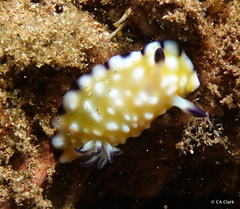 Goniobranchus vibratus