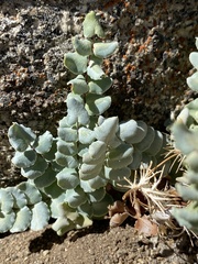 Pellaea bridgesii
