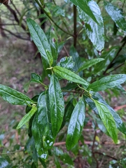 Prostanthera lasianthos