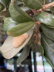 Druon quercuslanigerum