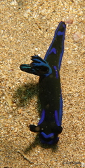 Tambja morosa