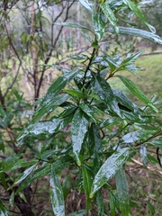 Prostanthera lasianthos