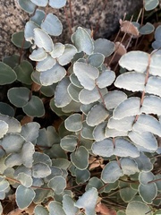 Pellaea bridgesii