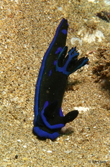 Tambja morosa