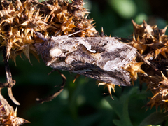 Autographa