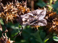Autographa