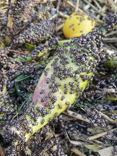 Eriopis connexa photo 2