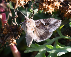 Autographa