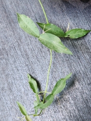 Dolichandra unguis-cati