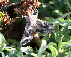 Autographa