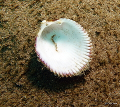Cardiidae