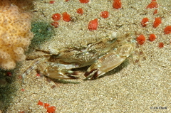 Portunoidea