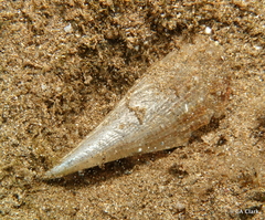 Pinnidae